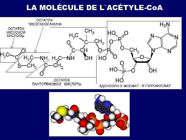 LA MOLÉCULE DE L`ACÉTYLE-Cо. А 