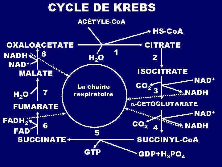 CYCLE DE KREBS АCÉTYLE-Cо. А ОXALOАCETATE 8 NADH NAD+ MALATE Н 2 О 7