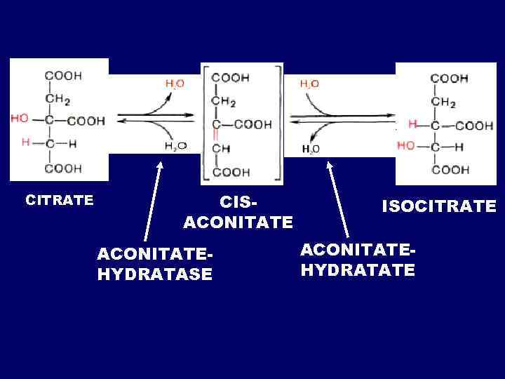 CITRATE CISACONITATEHYDRATASE ISOCITRATE АCONITATEHYDRATATE 