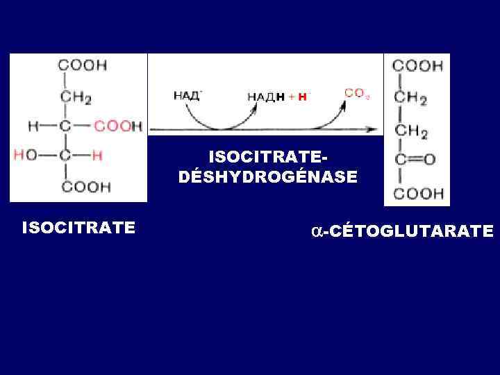 ISOCITRATEDÉSHYDROGÉNASE ISOCITRATE -CÉTOGLUTARATE 