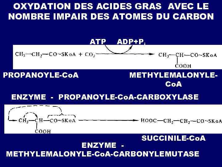 OXYDATION DES ACIDES GRAS AVEC LE NOMBRE IMPAIR DES ATOMES DU CARBON ATP PROPANOYLE-Co.