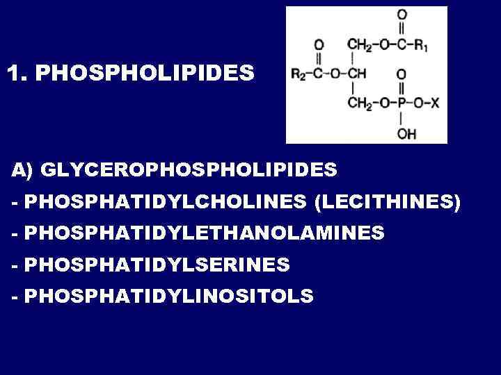 1. PHOSPHOLIPIDES А) GLYCEROPHOSPHOLIPIDES - PHOSPHATIDYLCHOLINES (LECITHINES) - PHOSPHATIDYLETHANOLAMINES - PHOSPHATIDYLSERINES - PHOSPHATIDYLINOSITOLS 