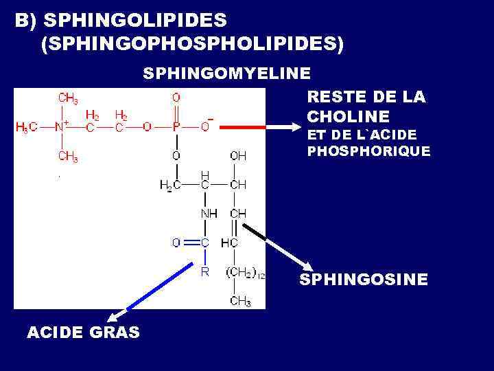 B) SPHINGOLIPIDES (SPHINGOPHOSPHOLIPIDES) SPHINGOMYELINE RESTE DE LA CHOLINE ET DE L`ACIDE PHOSPHORIQUE SPHINGOSINE ACIDE