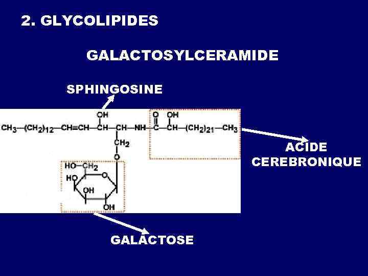 2. GLYCOLIPIDES GALACTOSYLCERAMIDE SPHINGOSINE ACIDE CEREBRONIQUE GALACTOSE 