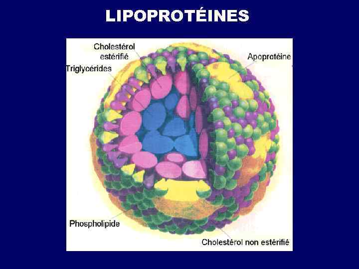 LIPOPROTÉINES 