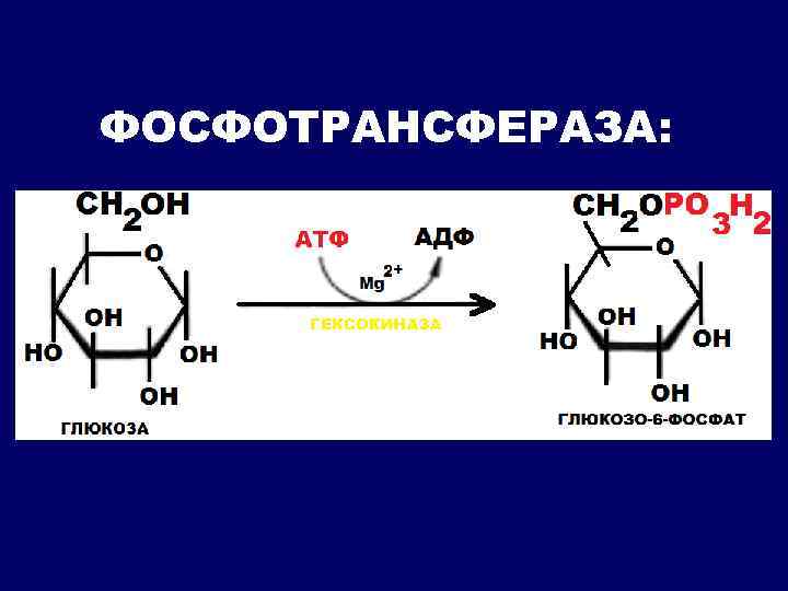 ФОСФОТРАНСФЕРАЗА: 