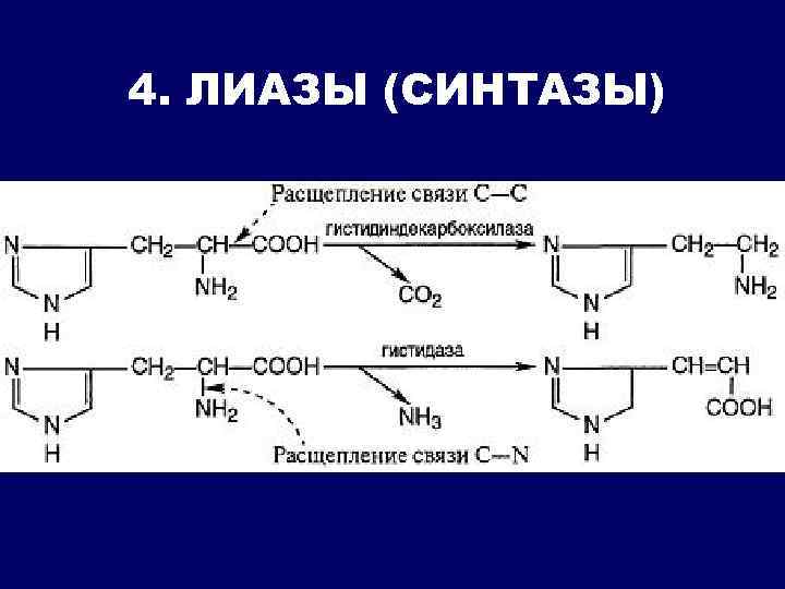 4. ЛИАЗЫ (СИНТАЗЫ) 