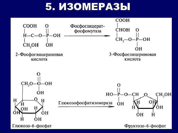 5. ИЗОМЕРАЗЫ 