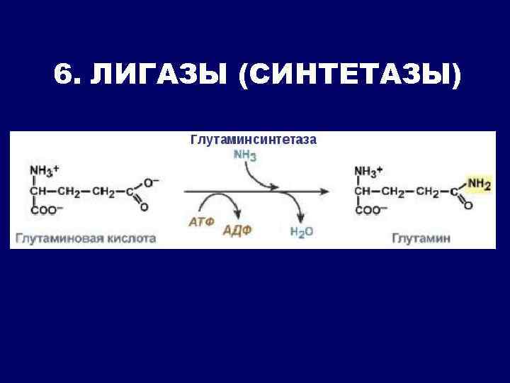 6. ЛИГАЗЫ (СИНТЕТАЗЫ) 