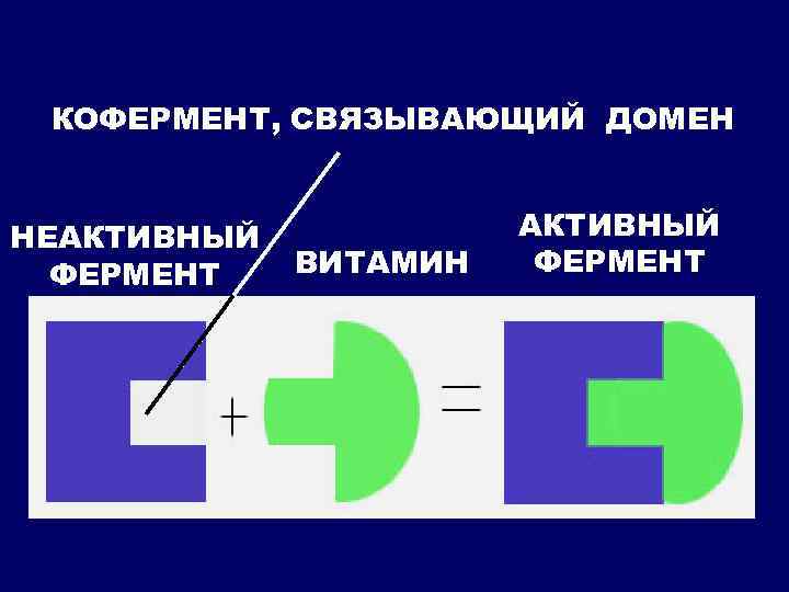 КОФЕРМЕНТ, СВЯЗЫВАЮЩИЙ ДОМЕН НЕАКТИВНЫЙ ФЕРМЕНТ ВИТАМИН АКТИВНЫЙ ФЕРМЕНТ 