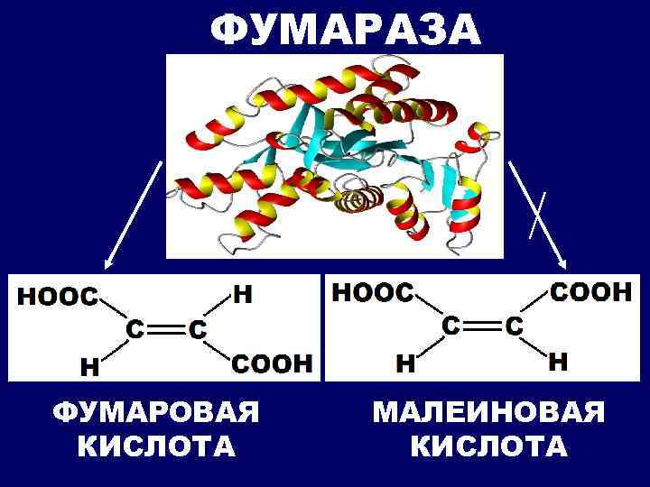 ФУМАРАЗА ФУМАРОВАЯ КИСЛОТА МАЛЕИНОВАЯ КИСЛОТА 