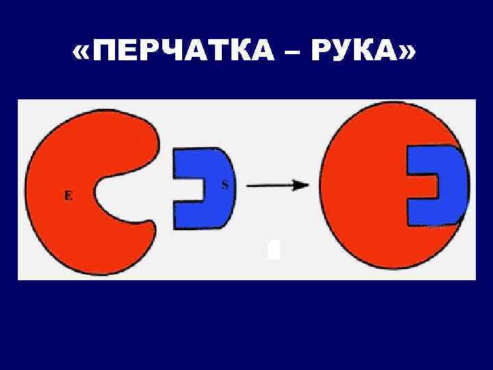  «ПЕРЧАТКА – РУКА» 