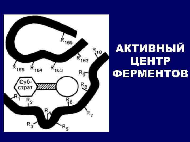 АКТИВНЫЙ ЦЕНТР ФЕРМЕНТОВ 
