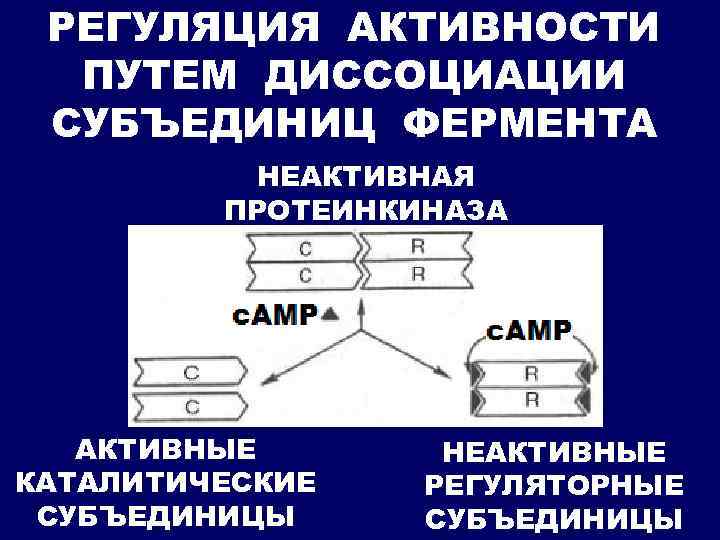 РЕГУЛЯЦИЯ АКТИВНОСТИ ПУТЕМ ДИССОЦИАЦИИ СУБЪЕДИНИЦ ФЕРМЕНТА НЕАКТИВНАЯ ПРОТЕИНКИНАЗА АКТИВНЫЕ КАТАЛИТИЧЕСКИЕ СУБЪЕДИНИЦЫ НЕАКТИВНЫЕ РЕГУЛЯТОРНЫЕ СУБЪЕДИНИЦЫ