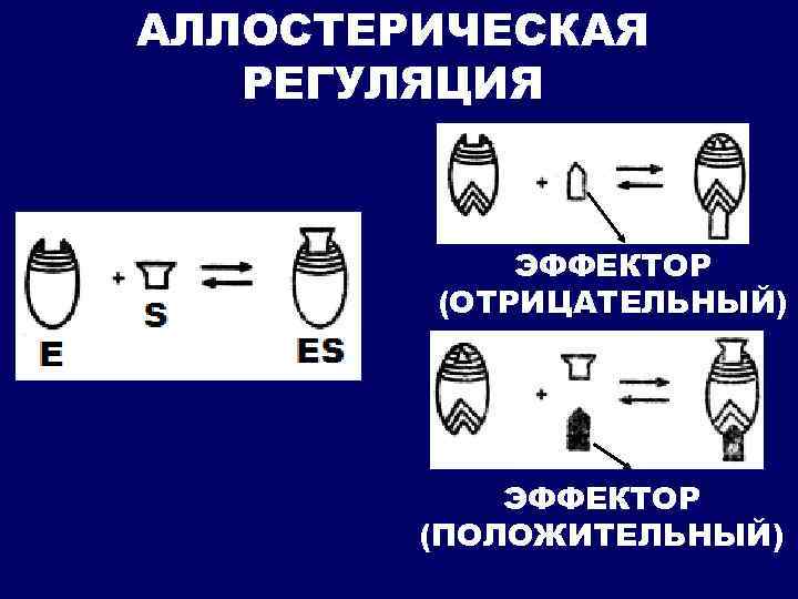 АЛЛОСТЕРИЧЕСКАЯ РЕГУЛЯЦИЯ ЭФФЕКТОР (ОТРИЦАТЕЛЬНЫЙ) ЭФФЕКТОР (ПОЛОЖИТЕЛЬНЫЙ) 