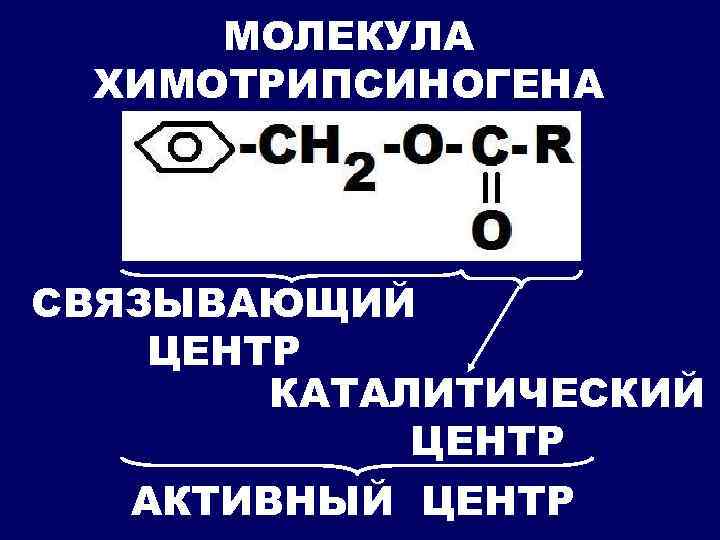 МОЛЕКУЛА ХИМОТРИПСИНОГЕНА СВЯЗЫВАЮЩИЙ ЦЕНТР КАТАЛИТИЧЕСКИЙ ЦЕНТР АКТИВНЫЙ ЦЕНТР 