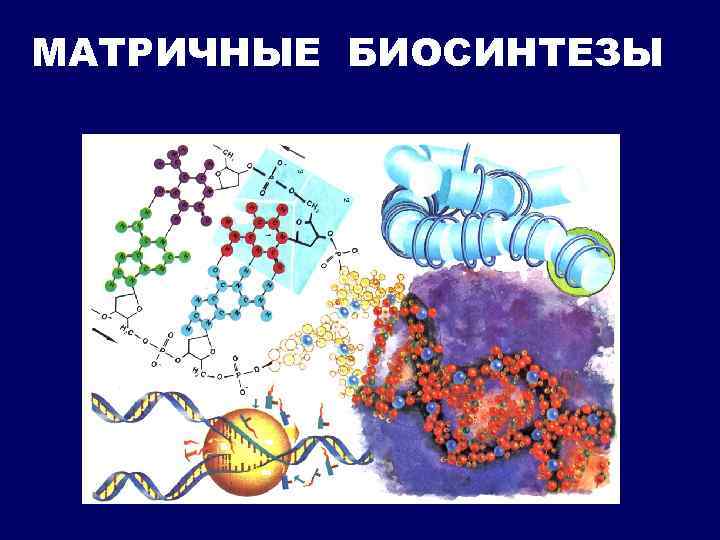 МАТРИЧНЫЕ БИОСИНТЕЗЫ 