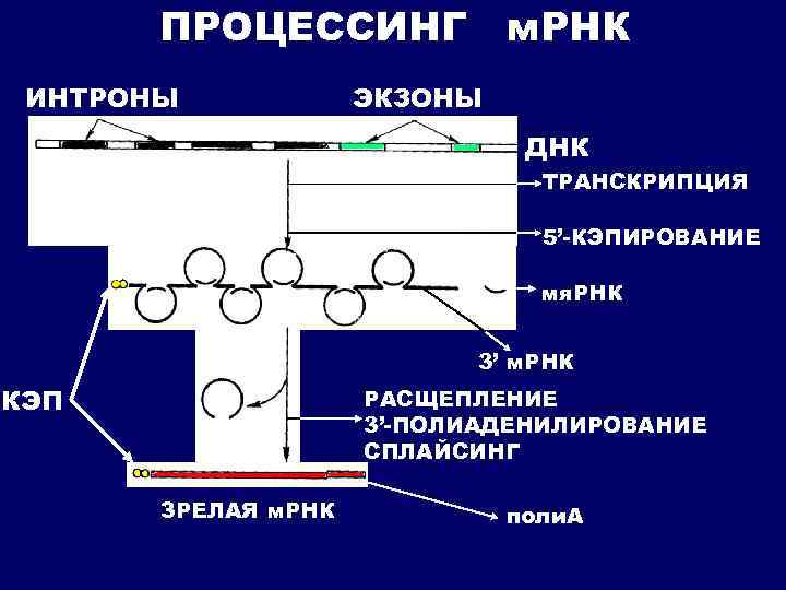 ПРОЦЕССИНГ ИНТРОНЫ м. РНК ЭКЗОНЫ ДНК ТРАНСКРИПЦИЯ 5’-КЭПИРОВАНИЕ мя. РНК 3’ м. РНК КЭП