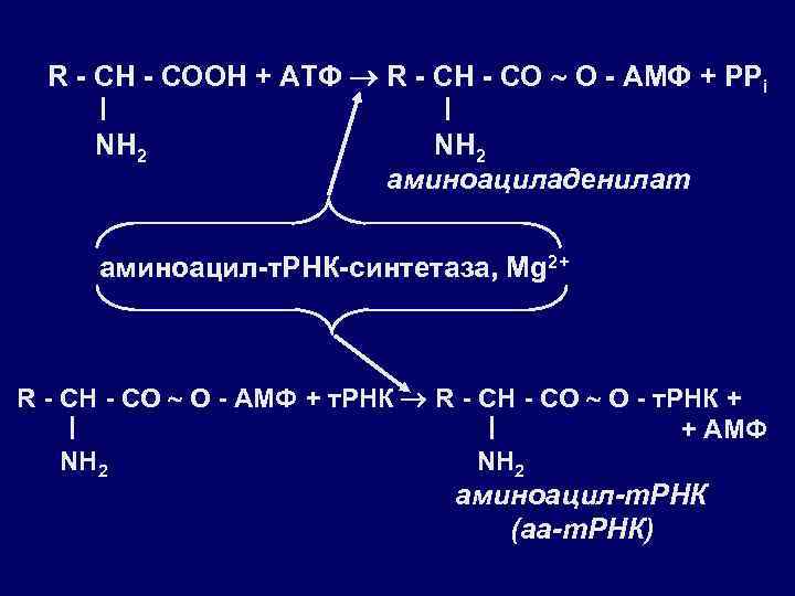 Матричная атф. Аминоацил-ТРНК-синтетаза. Образование аминоациладенилатов. Аминоациладенилат и ТРНК.