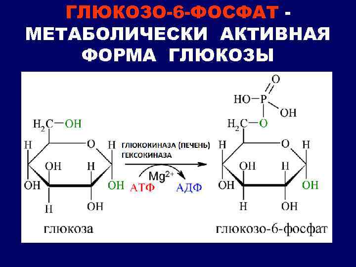 Группа б активная форма. Глюкоза в глюкозо 6 фосфат реакция. D-глюкозо-6-фосфат ↔ d-фруктозо-6-фосфат. Из Глюкозы в глюкозо 6 фосфат. Реакция образования глюкозо 6 фосфата.