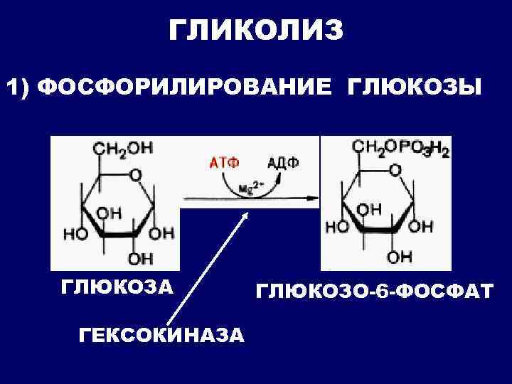 ГЛИКОЛИЗ 1) ФОСФОРИЛИРОВАНИЕ ГЛЮКОЗЫ ГЛЮКОЗА ГЕКСОКИНАЗА ГЛЮКОЗО-6 -ФОСФАТ 