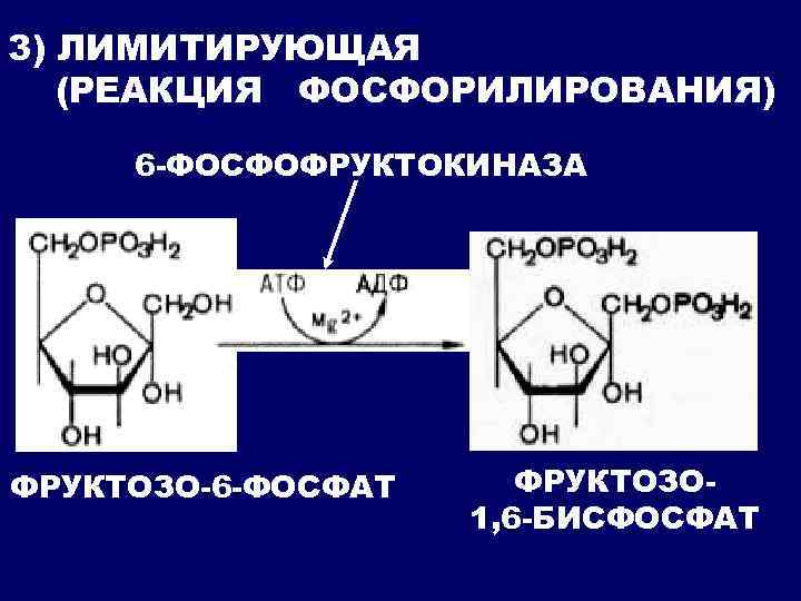 3) ЛИМИТИРУЮЩАЯ (РЕАКЦИЯ ФОСФОРИЛИРОВАНИЯ) 6 -ФОСФОФРУКТОКИНАЗА ФРУКТОЗО-6 -ФОСФАТ ФРУКТОЗО 1, 6 -БИСФОСФАТ 