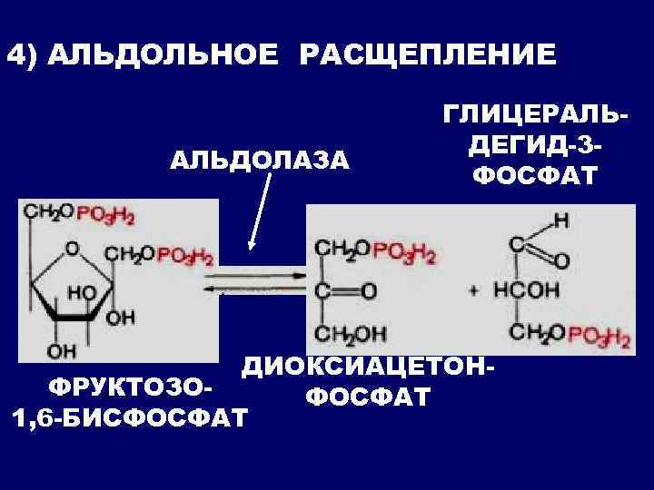 4) АЛЬДОЛЬНОЕ РАСЩЕПЛЕНИЕ АЛЬДОЛАЗА ГЛИЦЕРАЛЬДЕГИД-3 ФОСФАТ ДИОКСИАЦЕТОНФРУКТОЗОФОСФАТ 1, 6 -БИСФОСФАТ 