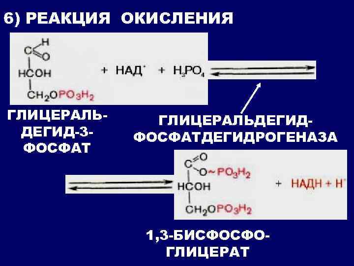 6) РЕАКЦИЯ ОКИСЛЕНИЯ ГЛИЦЕРАЛЬДЕГИД-3 ФОСФАТ ГЛИЦЕРАЛЬДЕГИДФОСФАТДЕГИДРОГЕНАЗА 1, 3 -БИСФОСФОГЛИЦЕРАТ 