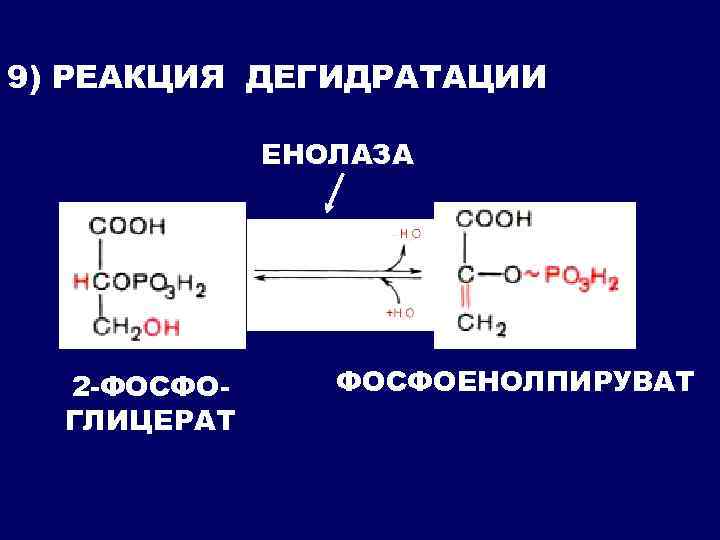 9) РЕАКЦИЯ ДЕГИДРАТАЦИИ ЕНОЛАЗА 2 -ФОСФОГЛИЦЕРАТ ФОСФОЕНОЛПИРУВАТ 