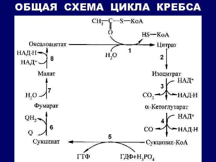 Цикл кори схема