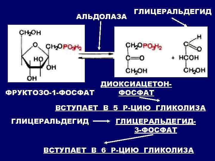 АЛЬДОЛАЗА ГЛИЦЕРАЛЬДЕГИД ДИОКСИАЦЕТОНФРУКТОЗО-1 -ФОСФАТ ВСТУПАЕТ В 5 Р-ЦИЮ ГЛИКОЛИЗА ГЛИЦЕРАЛЬДЕГИД 3 -ФОСФАТ ВСТУПАЕТ В
