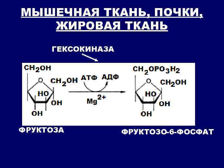 МЫШЕЧНАЯ ТКАНЬ, ПОЧКИ, ЖИРОВАЯ ТКАНЬ ГЕКСОКИНАЗА ФРУКТОЗО-6 -ФОСФАТ 