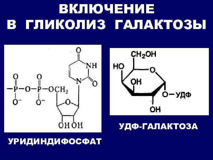 ВКЛЮЧЕНИЕ В ГЛИКОЛИЗ ГАЛАКТОЗЫ УДФ-ГАЛАКТОЗА УРИДИНДИФОСФАТ 