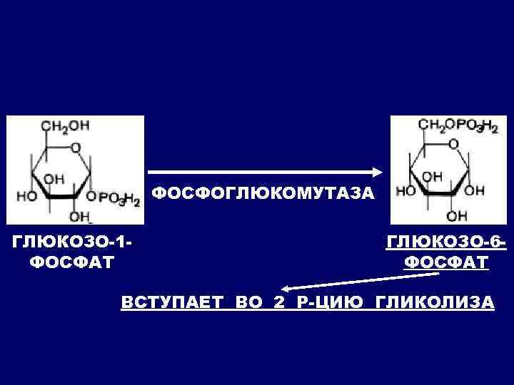 ФОСФОГЛЮКОМУТАЗА ГЛЮКОЗО-1 ФОСФАТ ГЛЮКОЗО-6 ФОСФАТ ВСТУПАЕТ ВО 2 Р-ЦИЮ ГЛИКОЛИЗА 