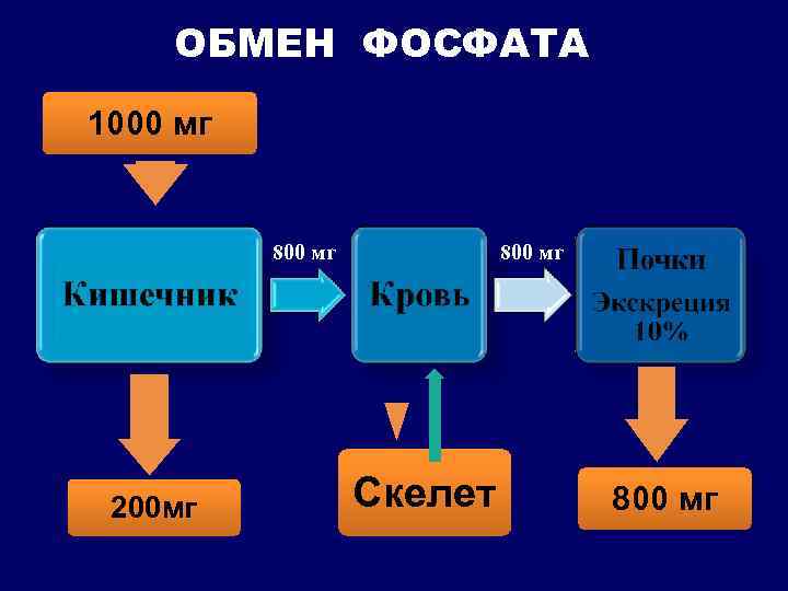 ОБМЕН ФОСФАТА 1000 мг 800 мг 200 мг 800 мг Скелет 800 мг 