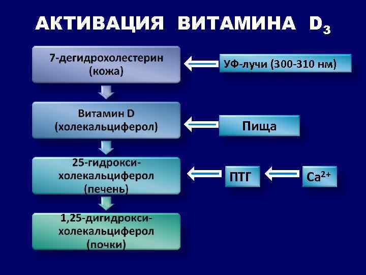 АКТИВАЦИЯ ВИТАМИНА D 3 УФ-лучи (300 -310 нм) Пища ПТГ Са 2+ 