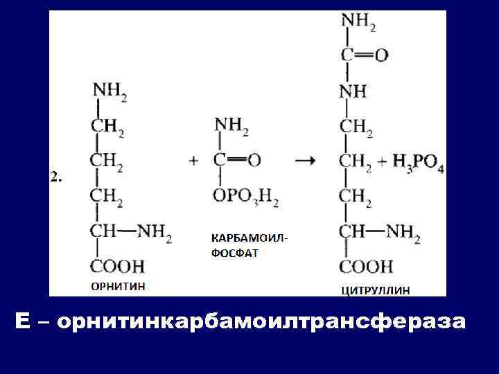 Е – орнитинкарбамоилтрансфераза 