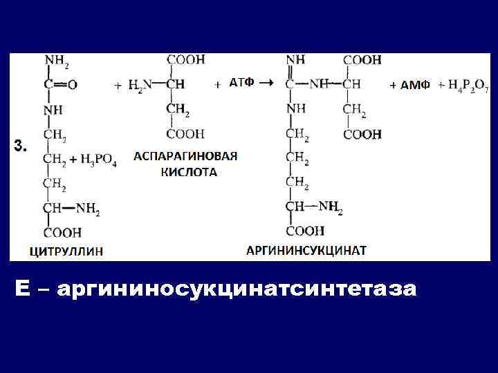 Е – аргининосукцинатсинтетаза 