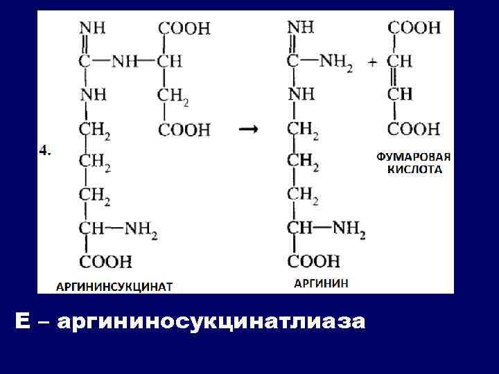 Е – аргининосукцинатлиаза 