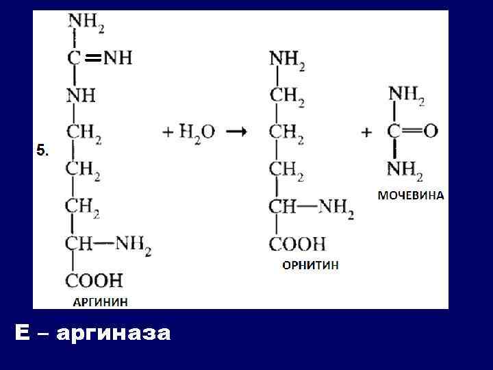Е – аргиназа 