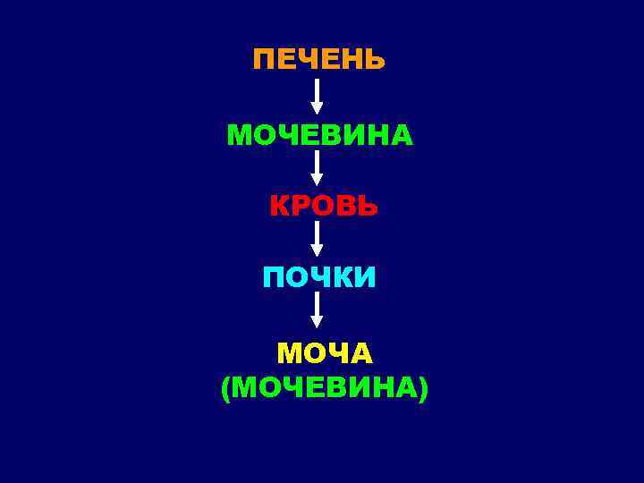 ПЕЧЕНЬ МОЧЕВИНА КРОВЬ ПОЧКИ МОЧА (МОЧЕВИНА) 