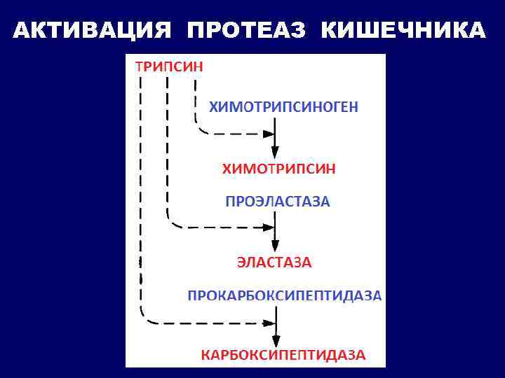 Схему активации пепсиногена