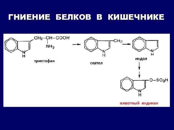 Гниение белков в кишечнике