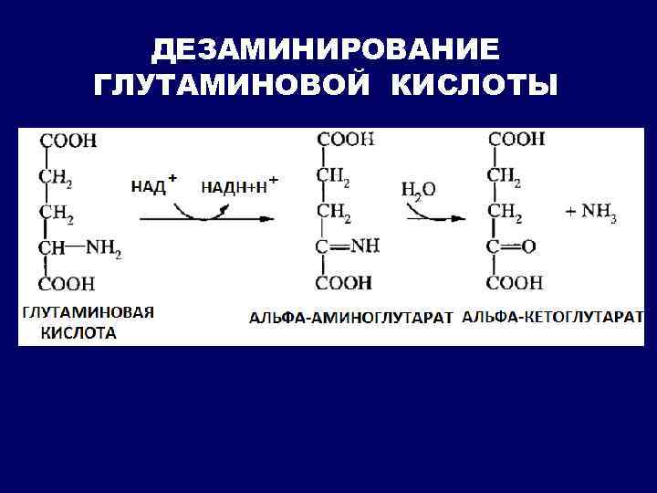 Окислительное дезаминирование глутаминовой кислоты