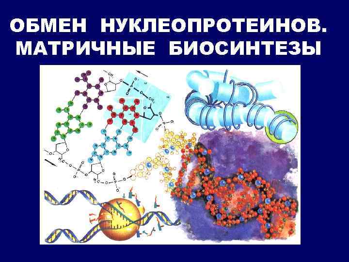 ОБМЕН НУКЛЕОПРОТЕИНОВ. МАТРИЧНЫЕ БИОСИНТЕЗЫ 