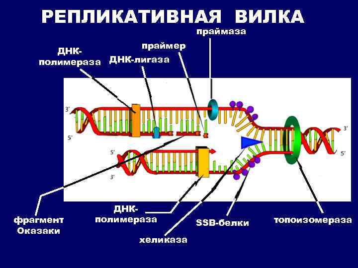 РЕПЛИКАТИВНАЯ ВИЛКА праймаза праймер ДНКполимераза ДНК-лигаза фрагмент Оказаки ДНКполимераза хеликаза SSB-белки топоизомераза 