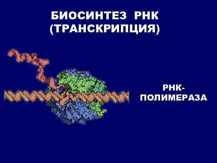 БИОСИНТЕЗ РНК (ТРАНСКРИПЦИЯ) РНКПОЛИМЕРАЗА 