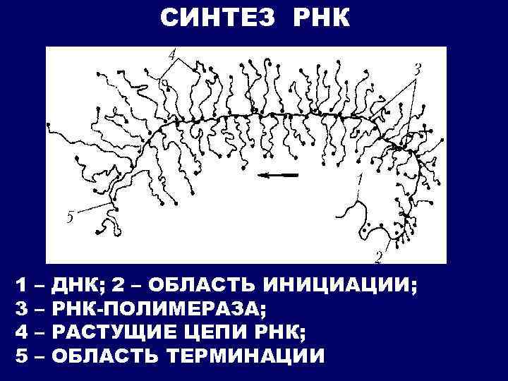 СИНТЕЗ РНК 1 3 4 5 – – ДНК; 2 – ОБЛАСТЬ ИНИЦИАЦИИ; РНК-ПОЛИМЕРАЗА;