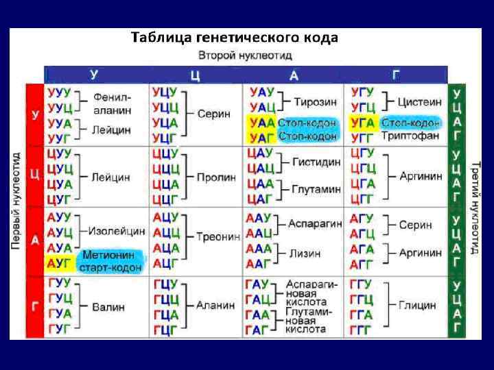 Кодоны т рнк. Таблица триплетов генетического кода. Последовательность нуклеотидов таблица. Таблица аминокислот и триплетов. Генетический код нуклеотиды таблица.