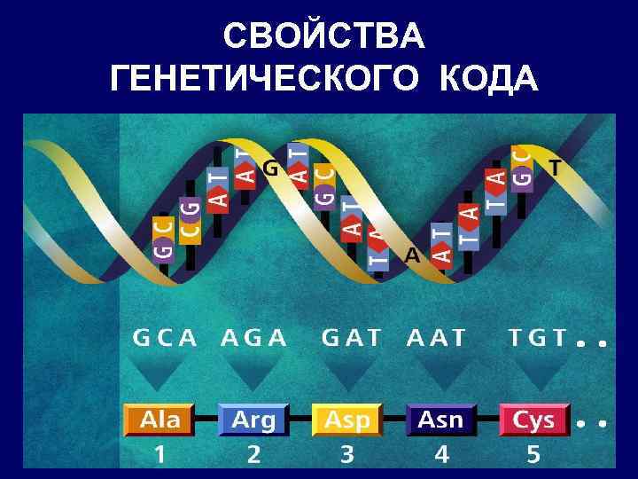 СВОЙСТВА ГЕНЕТИЧЕСКОГО КОДА 